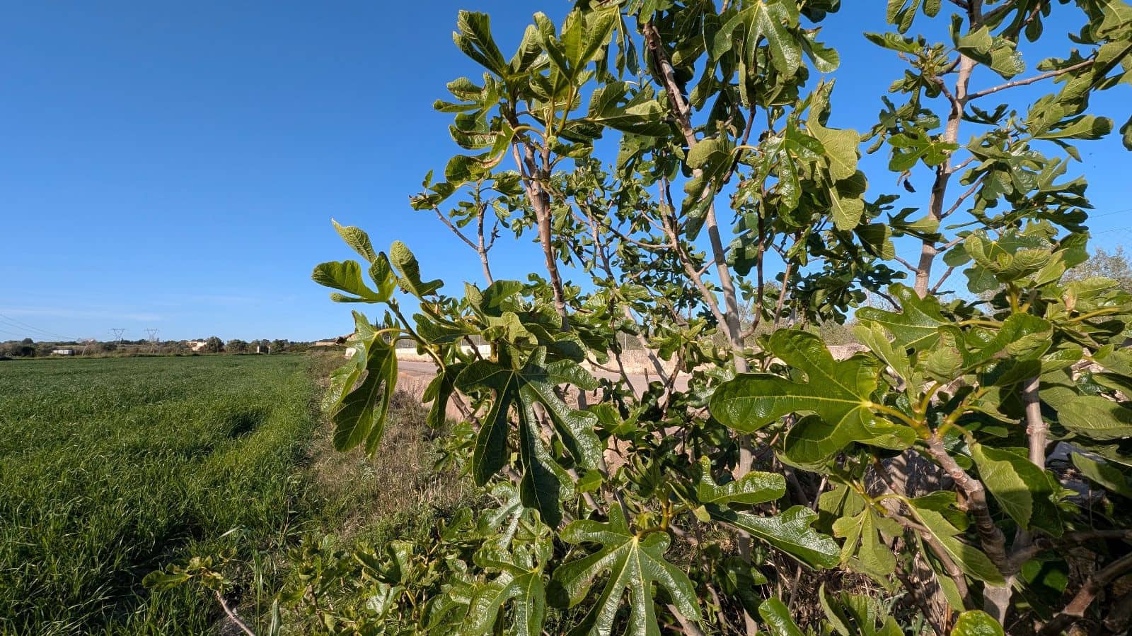 Undeveloped Land for sale in Muro - € 169,000 (Ref: 9599910)