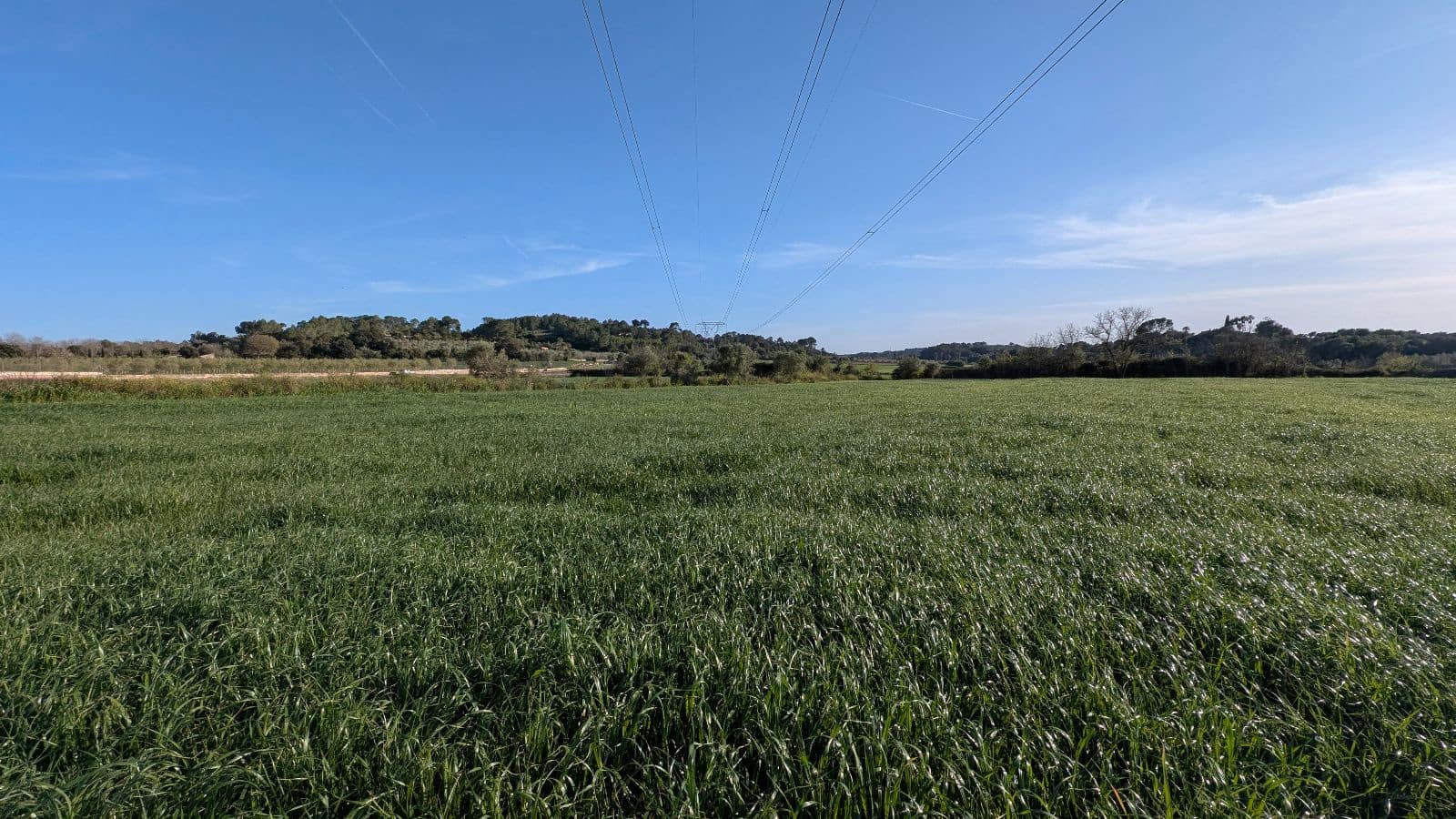 Undeveloped Land for sale in Muro - € 169,000 (Ref: 9599910)