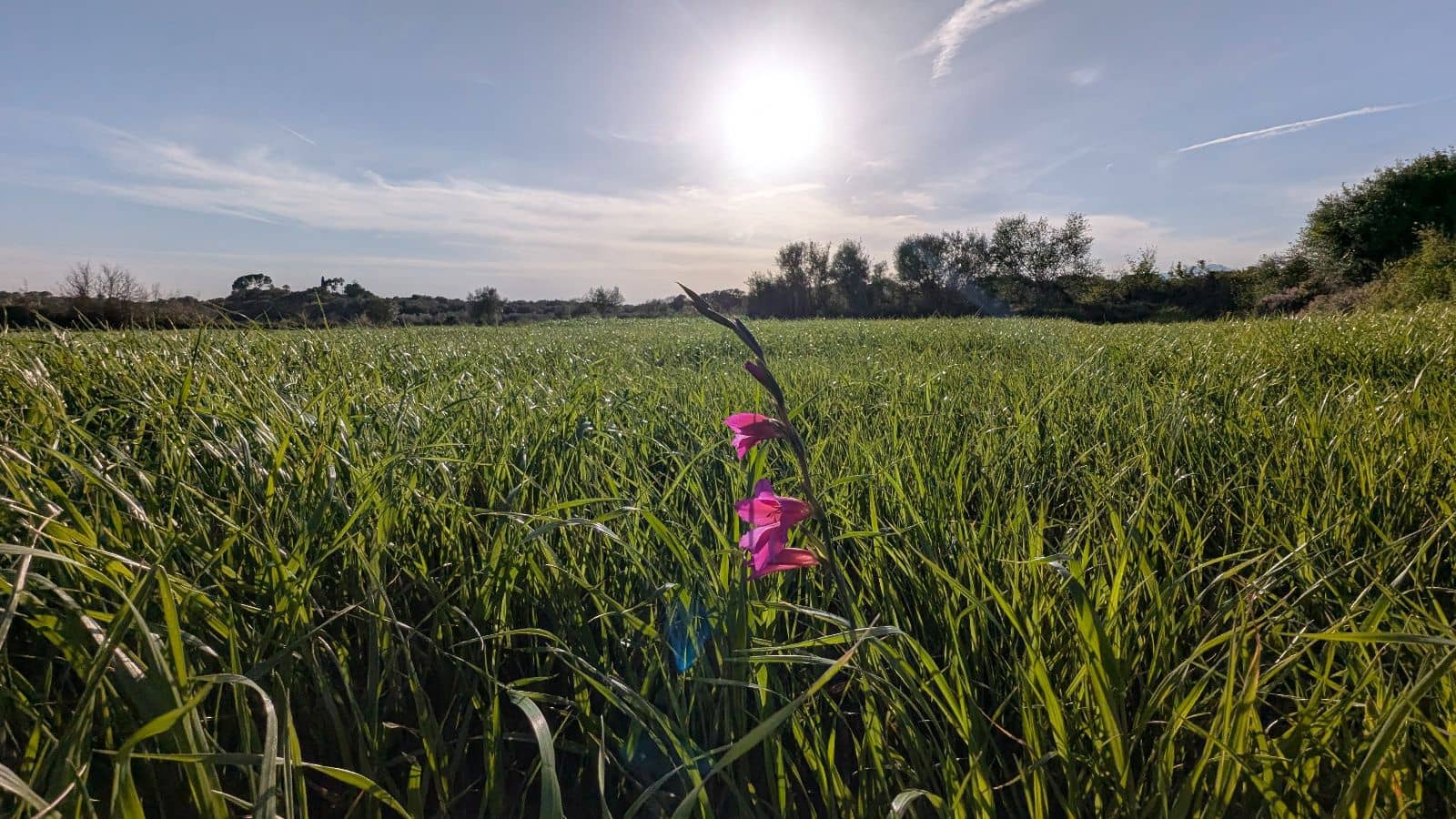 Undeveloped Land for sale in Muro - € 169,000 (Ref: 9599910)