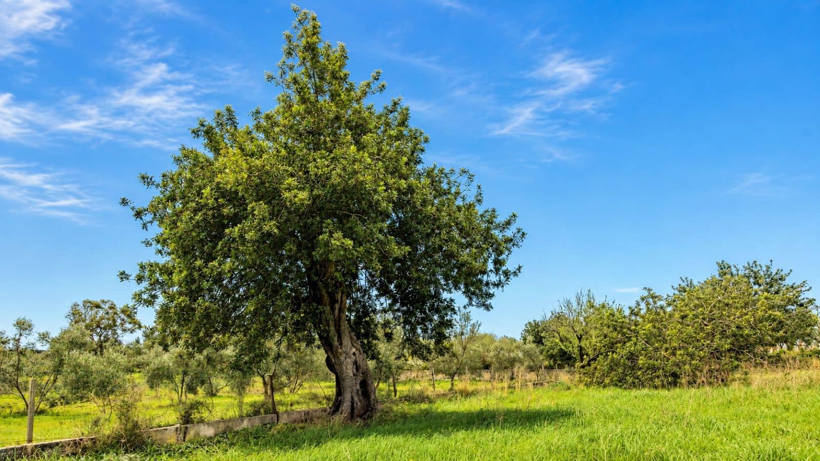 Terreno Non Edificato in vendita in Moscari - 450.000 € (Rif: 9993575)
