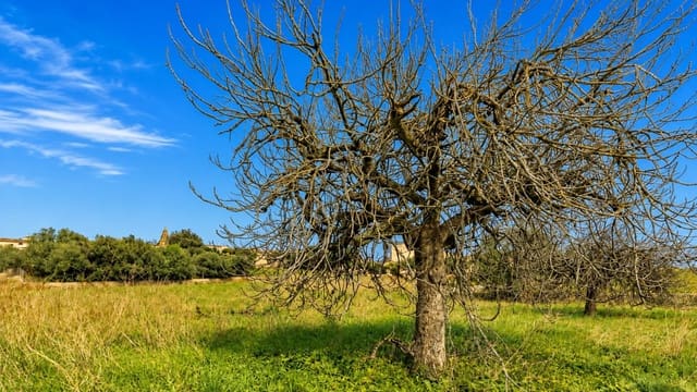 Terreno/Finca Rústica en Moscari, Selva en venta - 450.000 € (Ref: 9993575)