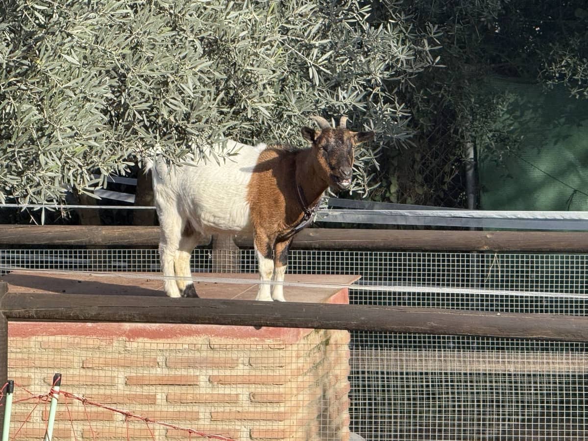 4 camera da letto Finca/Casa di Campagna in vendita in Coin con piscina - 595.000 € (Rif: 9806866)