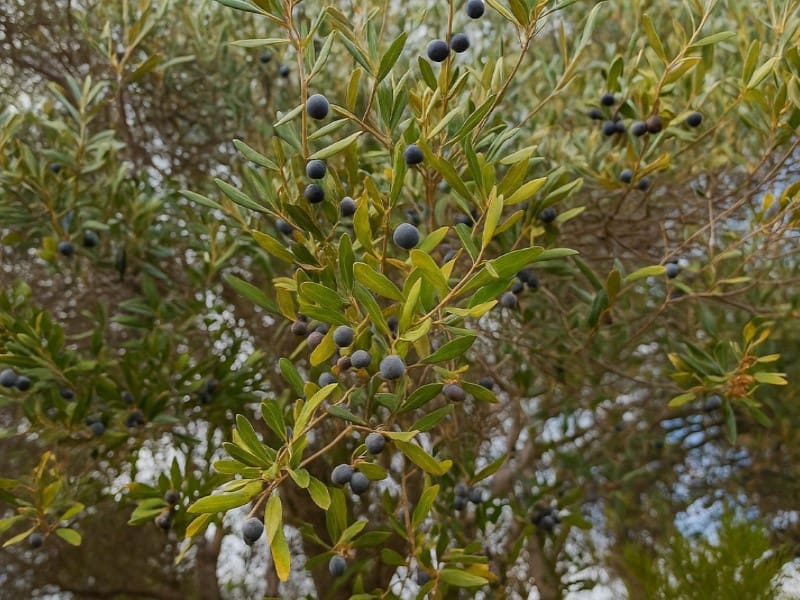 Chalet de 3 habitaciones en Mijas en venta con piscina garaje - 699.000 € (Ref: 9576503)