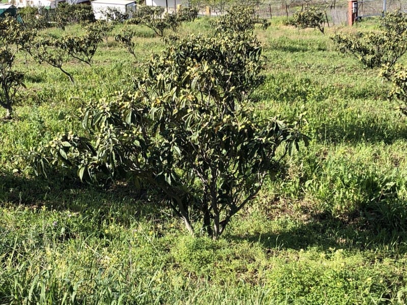 Mark till salu i Atalaya-Isdabe - 510 000 € (Ref: 9578735)