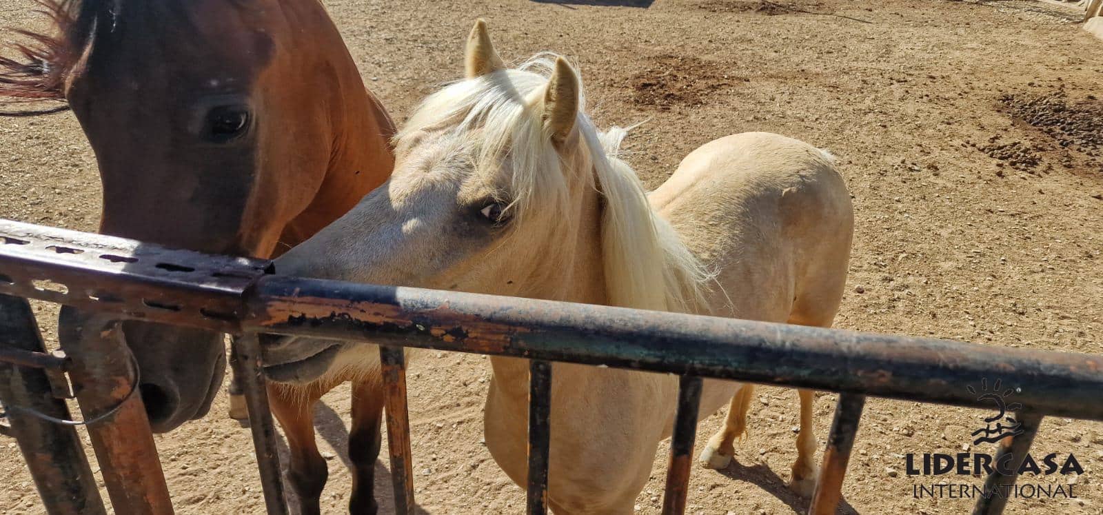 8 camera da letto Villa in vendita in Alhama de Murcia con piscina garage - 950.000 € (Rif: 9450762)