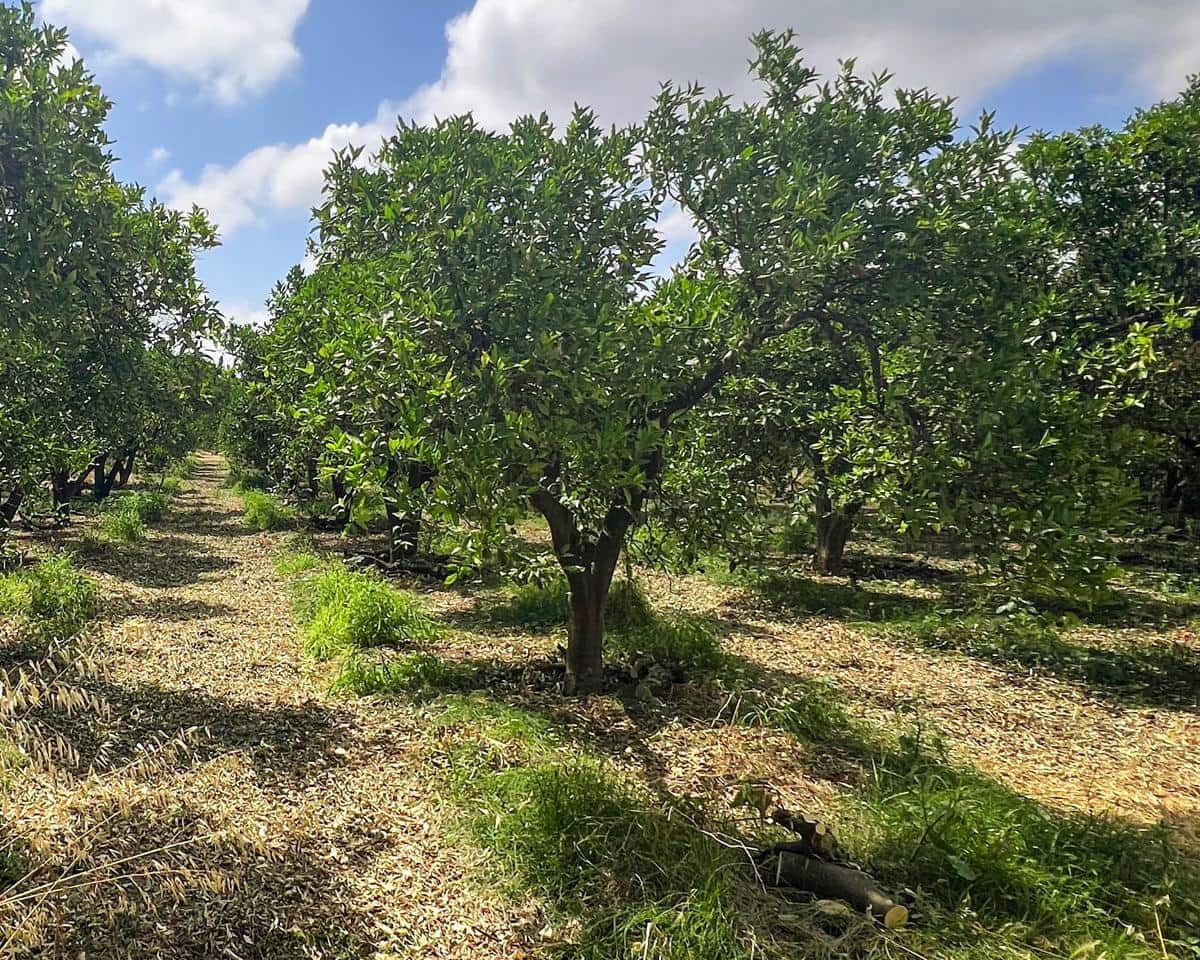 Grunde uden byggetilladelser til salg i San Martin del Tesorillo - € 850.000 (Ref: 9116548)