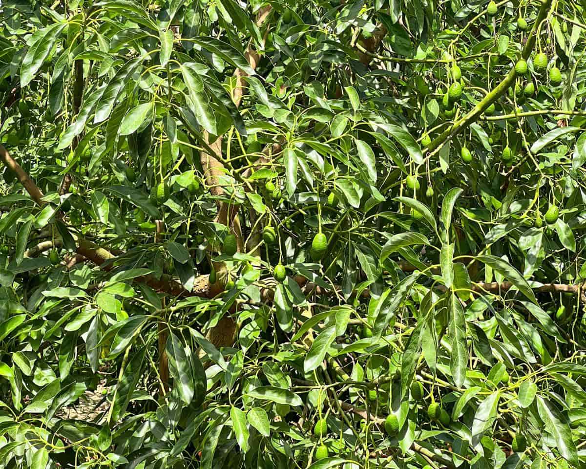 Grunde uden byggetilladelser til salg i San Martin del Tesorillo - € 850.000 (Ref: 9116548)