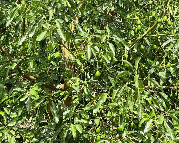 Grond te koop in San Martin del Tesorillo - € 850.000 (Ref: 9116548)