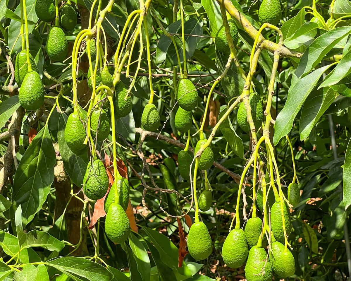 Grunde uden byggetilladelser til salg i San Martin del Tesorillo - € 850.000 (Ref: 9116548)