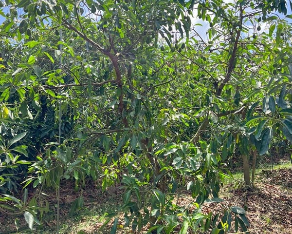 Grond te koop in San Martin del Tesorillo - € 850.000 (Ref: 9116548)