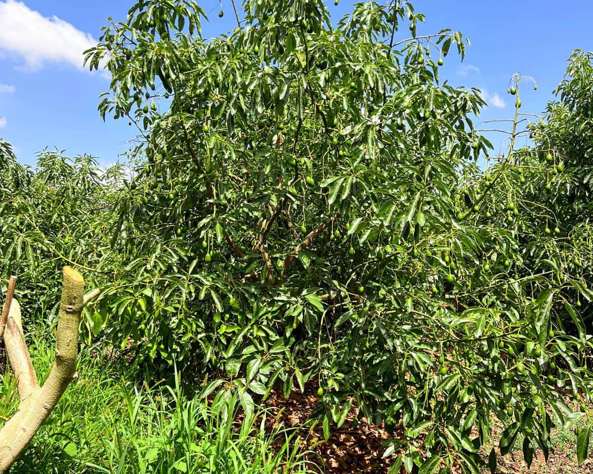 Grunde uden byggetilladelser til salg i San Martin del Tesorillo - € 850.000 (Ref: 9116548)