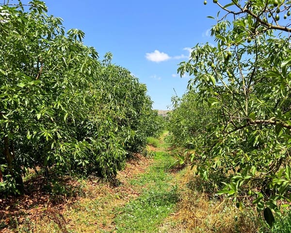 Grond te koop in San Martin del Tesorillo - € 850.000 (Ref: 9116548)