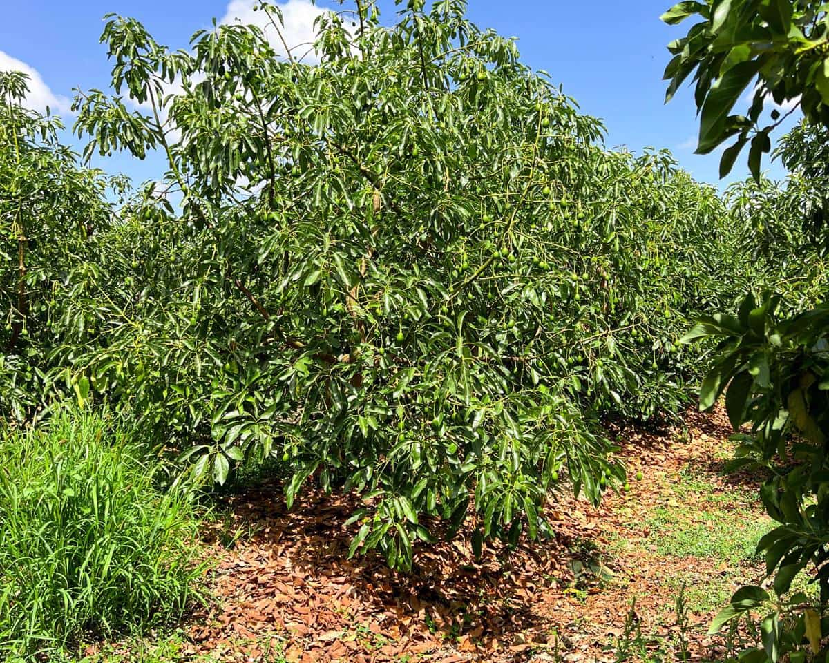 Grunde uden byggetilladelser til salg i San Martin del Tesorillo - € 850.000 (Ref: 9116548)