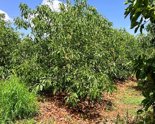 Grond te koop in San Martin del Tesorillo - € 850.000 (Ref: 9116548)