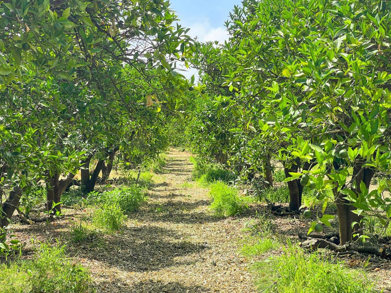 Grunde uden byggetilladelser til salg i San Martin del Tesorillo - € 850.000 (Ref: 9116548)