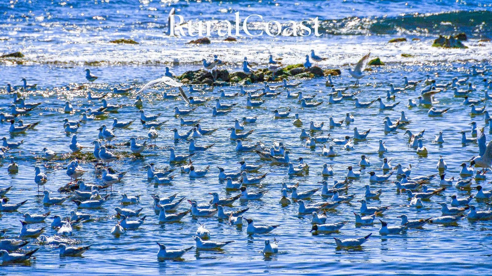 3 camera da letto Appartamento in vendita in La Villajoyosa / Vila Joiosa con piscina garage - 505.000 € (Rif: 8887244)