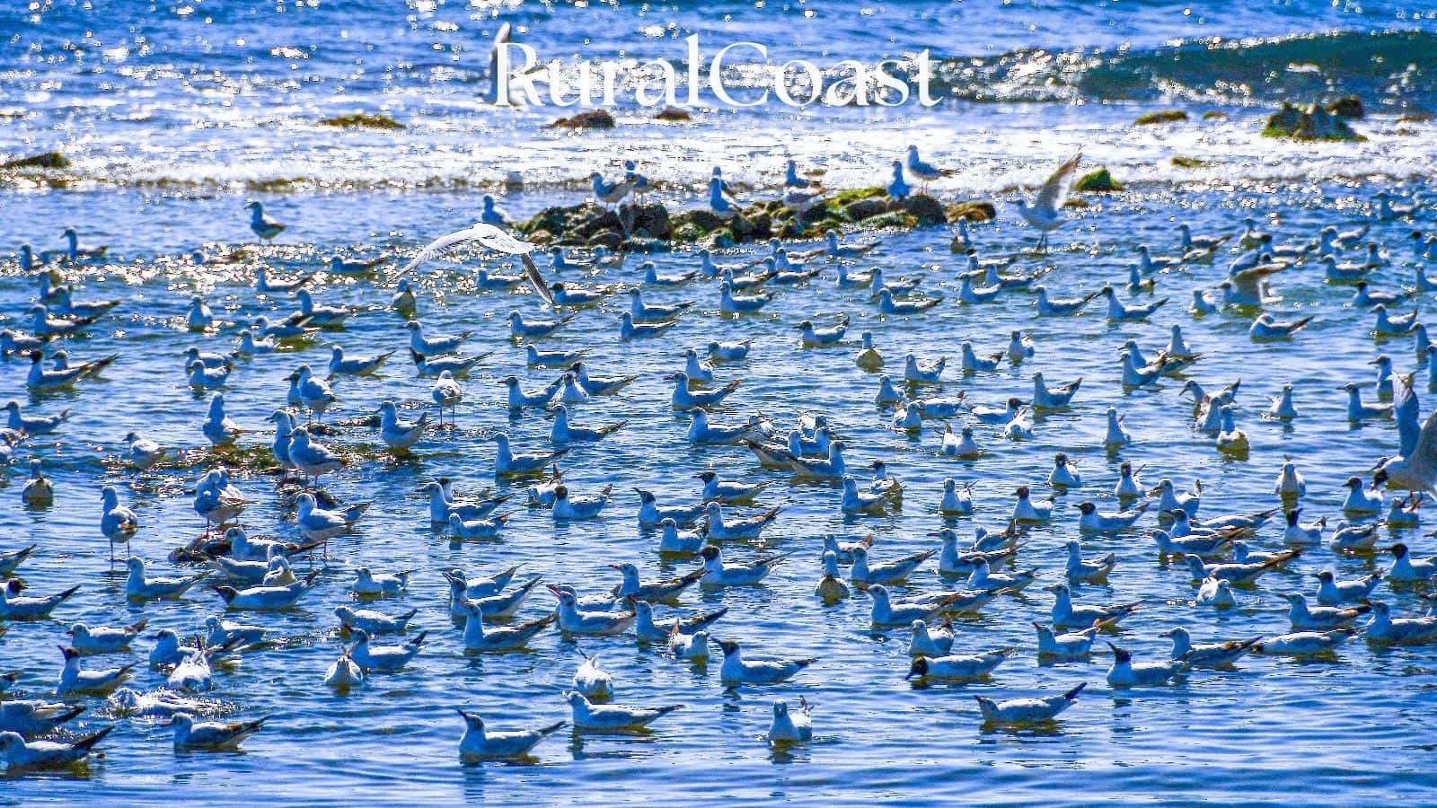 2 quarto Apartamento para venda em La Villajoyosa / Vila Joiosa com piscina - 530 000 € (Ref: 9343709)