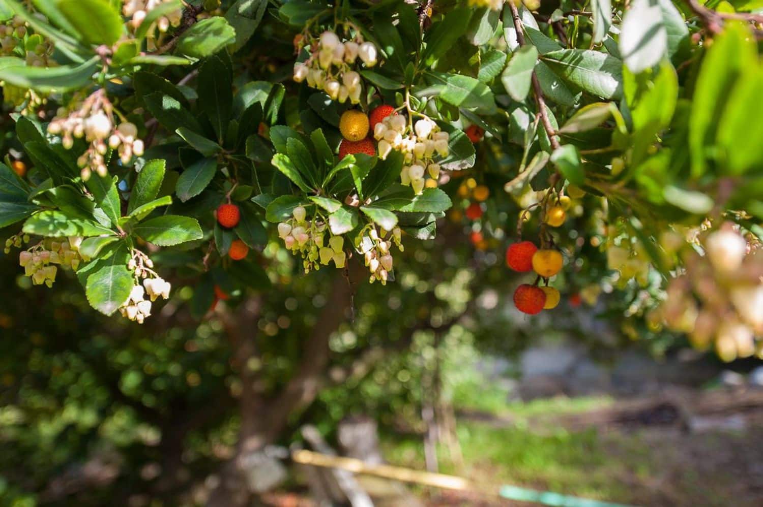 4 sypialnia Finka/Dom wiejski na sprzedaż w Coin z basenem garażem - 697 000 € (Ref: 5879845)