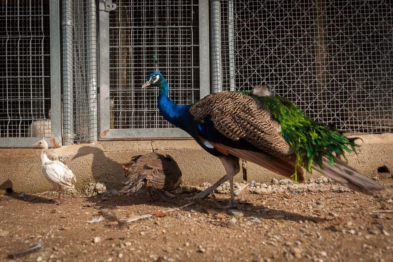 4 sypialnia Finka/Dom wiejski na sprzedaż w Coin z basenem garażem - 697 000 € (Ref: 5879845)