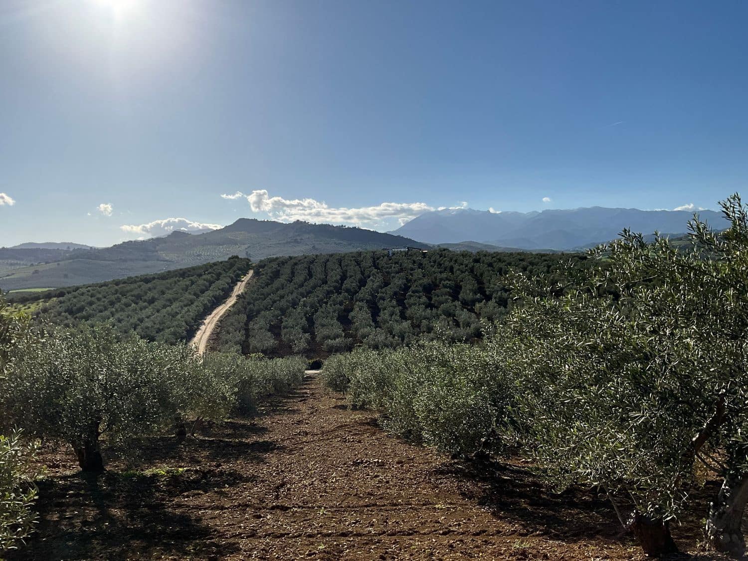 Ubebygd land til salgs i Coin - € 60 000 (Ref: 8777847)