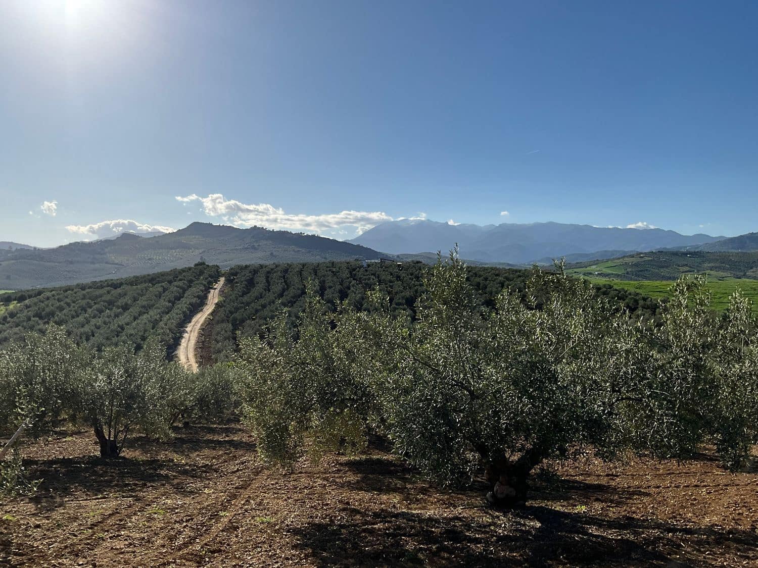 Ubebygd land til salgs i Coin - € 60 000 (Ref: 8777847)