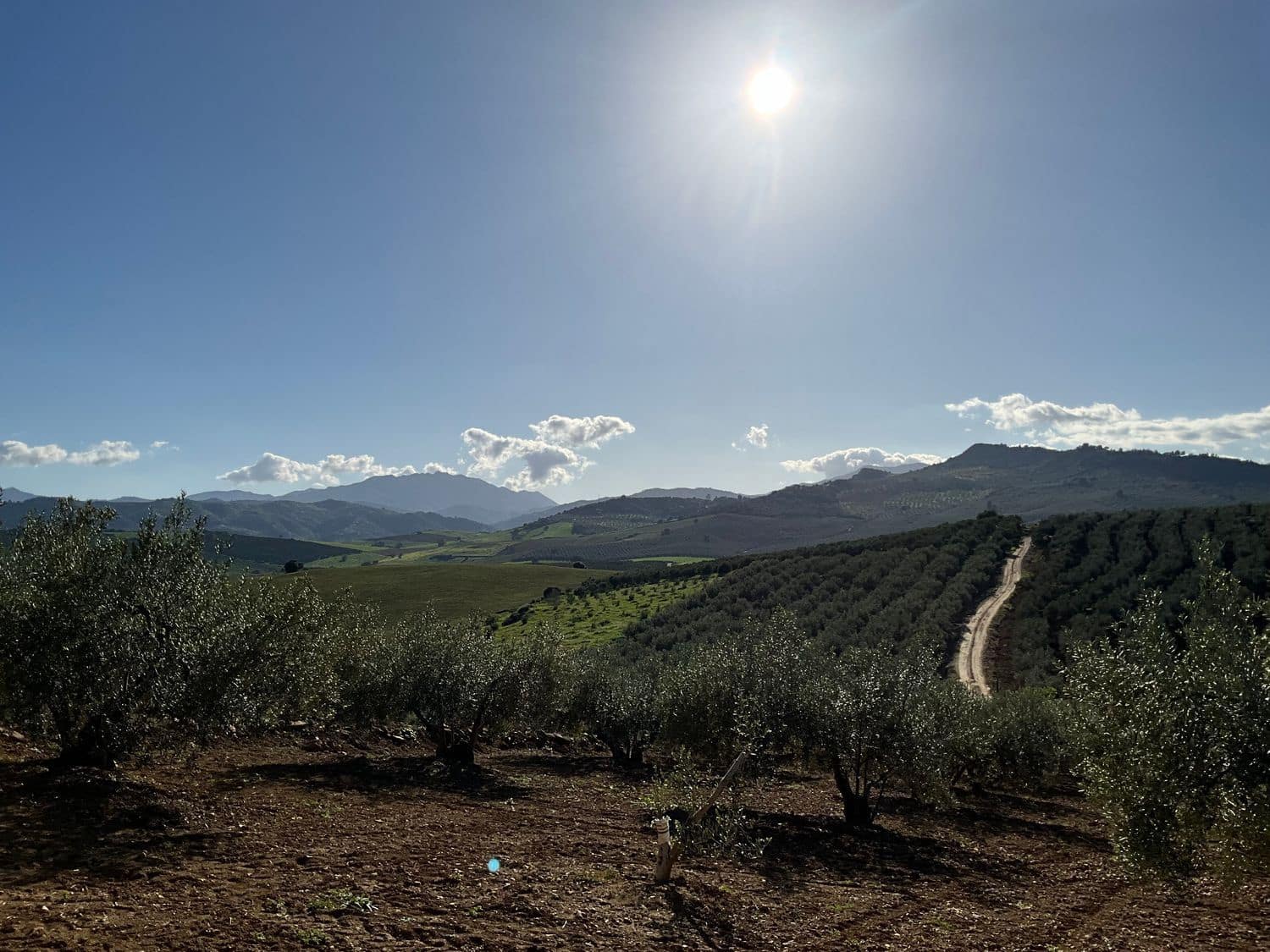 Ubebygd land til salgs i Coin - € 60 000 (Ref: 8777847)