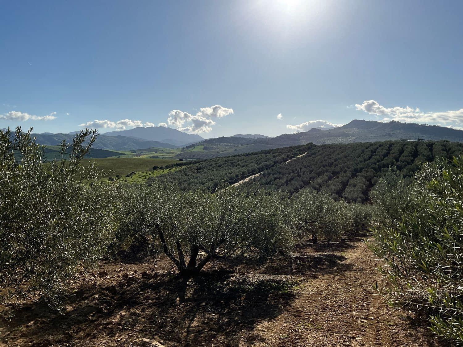 Ubebygd land til salgs i Coin - € 60 000 (Ref: 8777847)