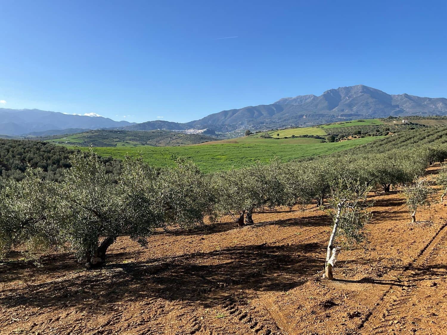 Ubebygd land til salgs i Coin - € 60 000 (Ref: 8777847)