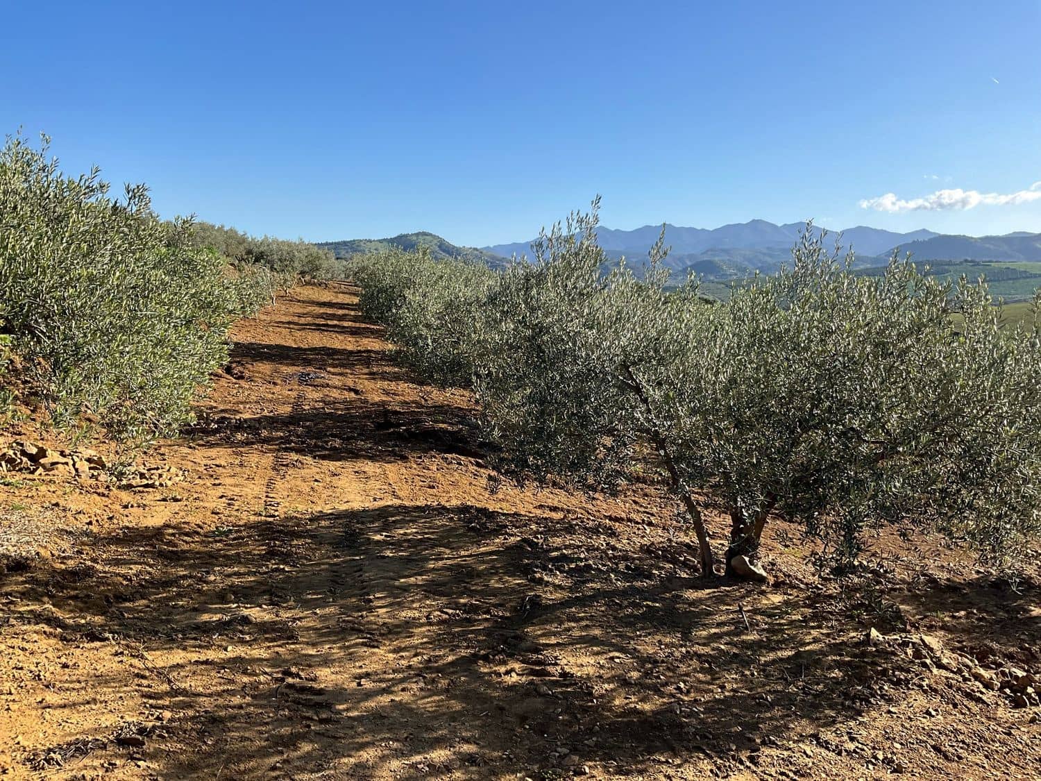 Ubebygd land til salgs i Coin - € 60 000 (Ref: 8777847)