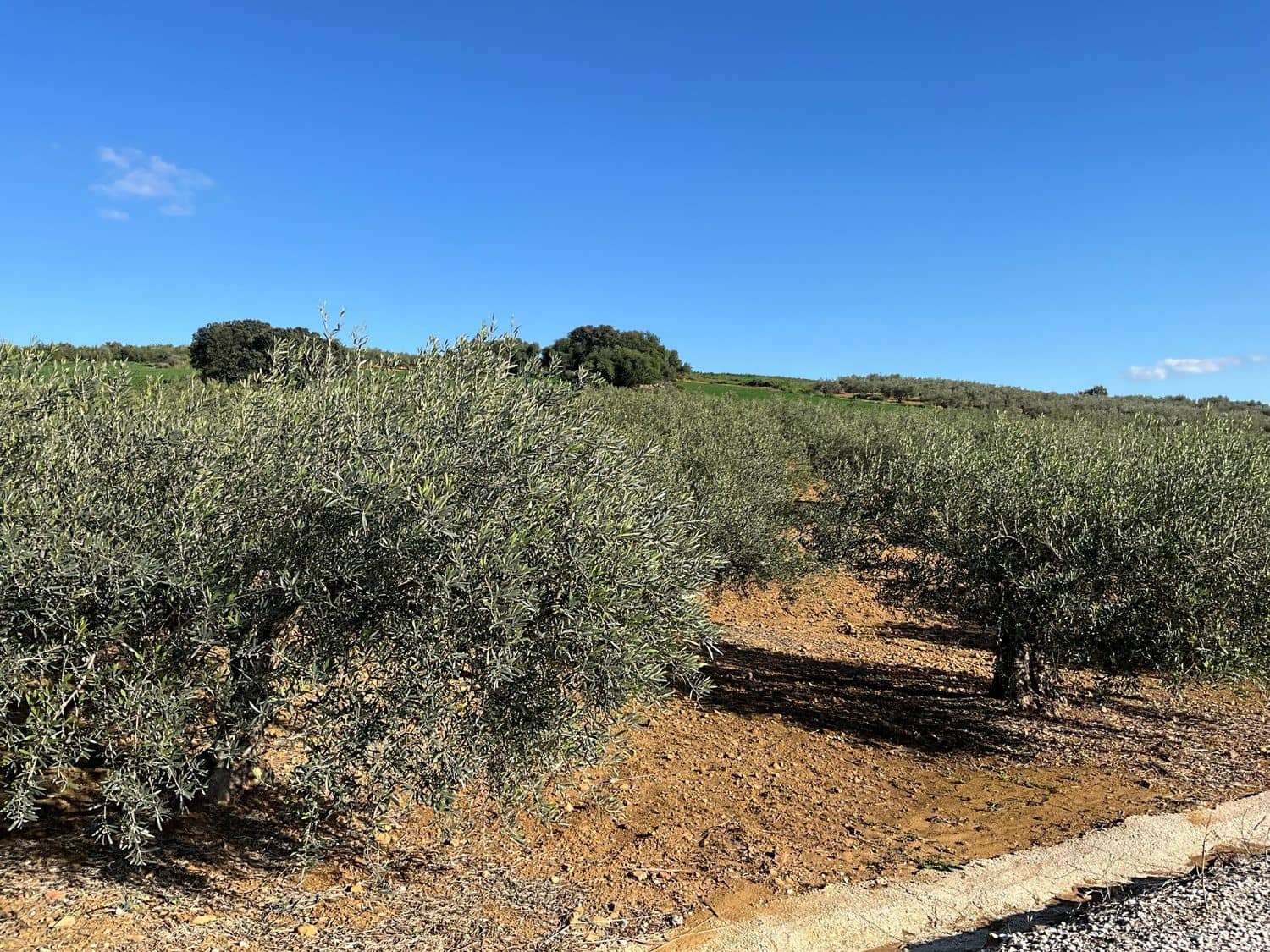 Ubebygd land til salgs i Coin - € 60 000 (Ref: 8777847)