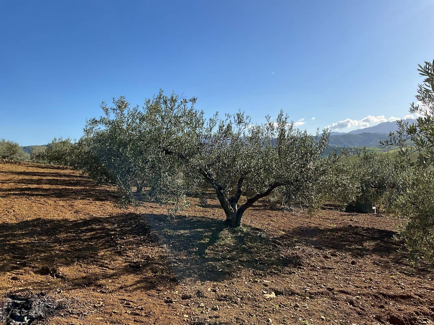 Ubebygd land til salgs i Coin - € 60 000 (Ref: 8777847)