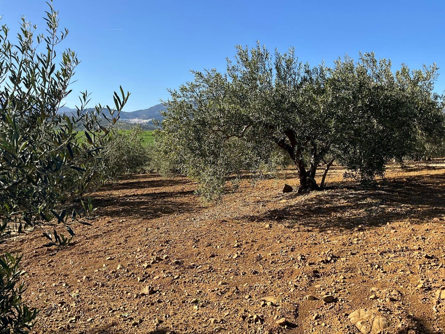 Ubebygd land til salgs i Coin - € 60 000 (Ref: 8777847)