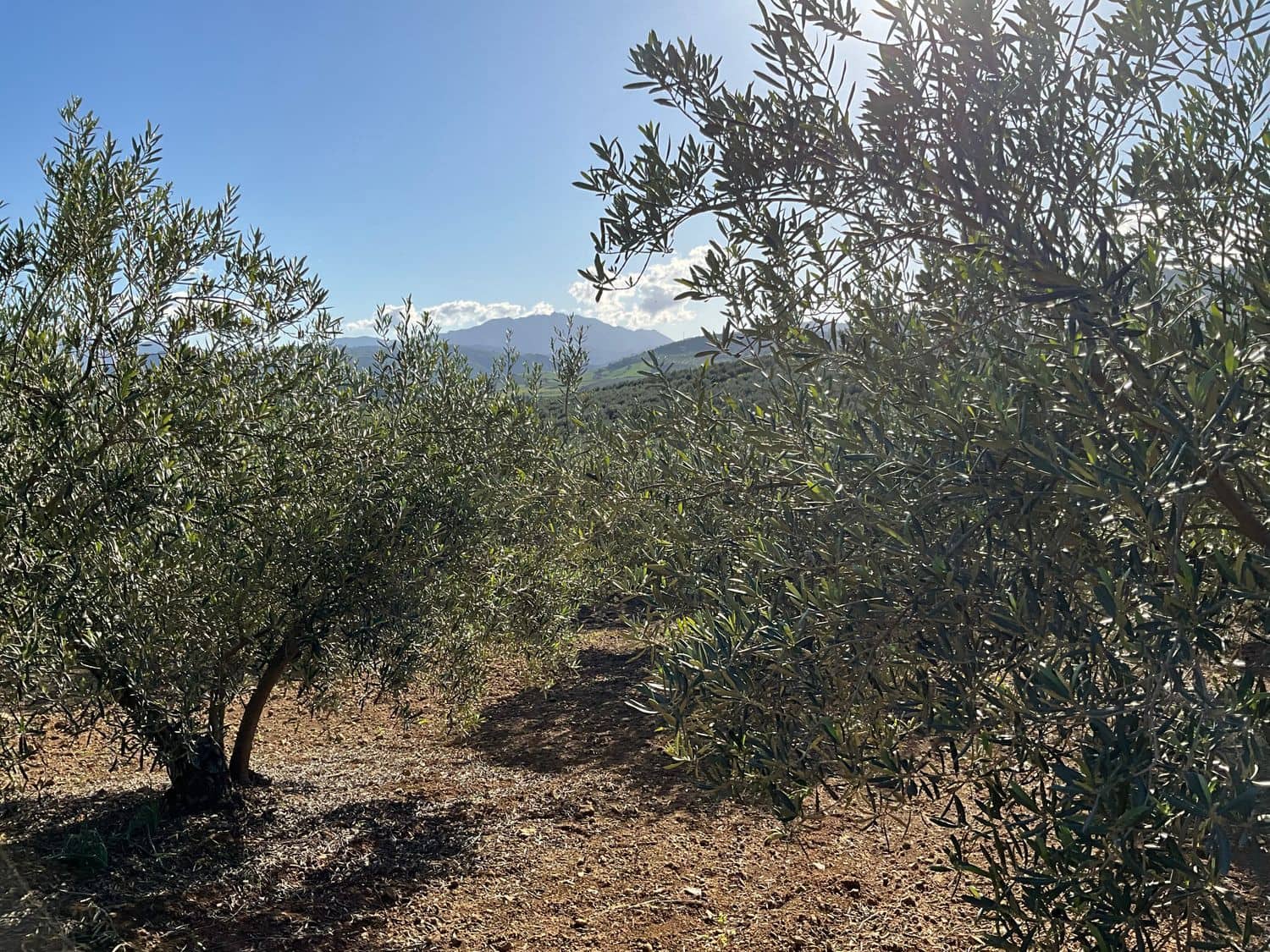 Ubebygd land til salgs i Coin - € 60 000 (Ref: 8777847)