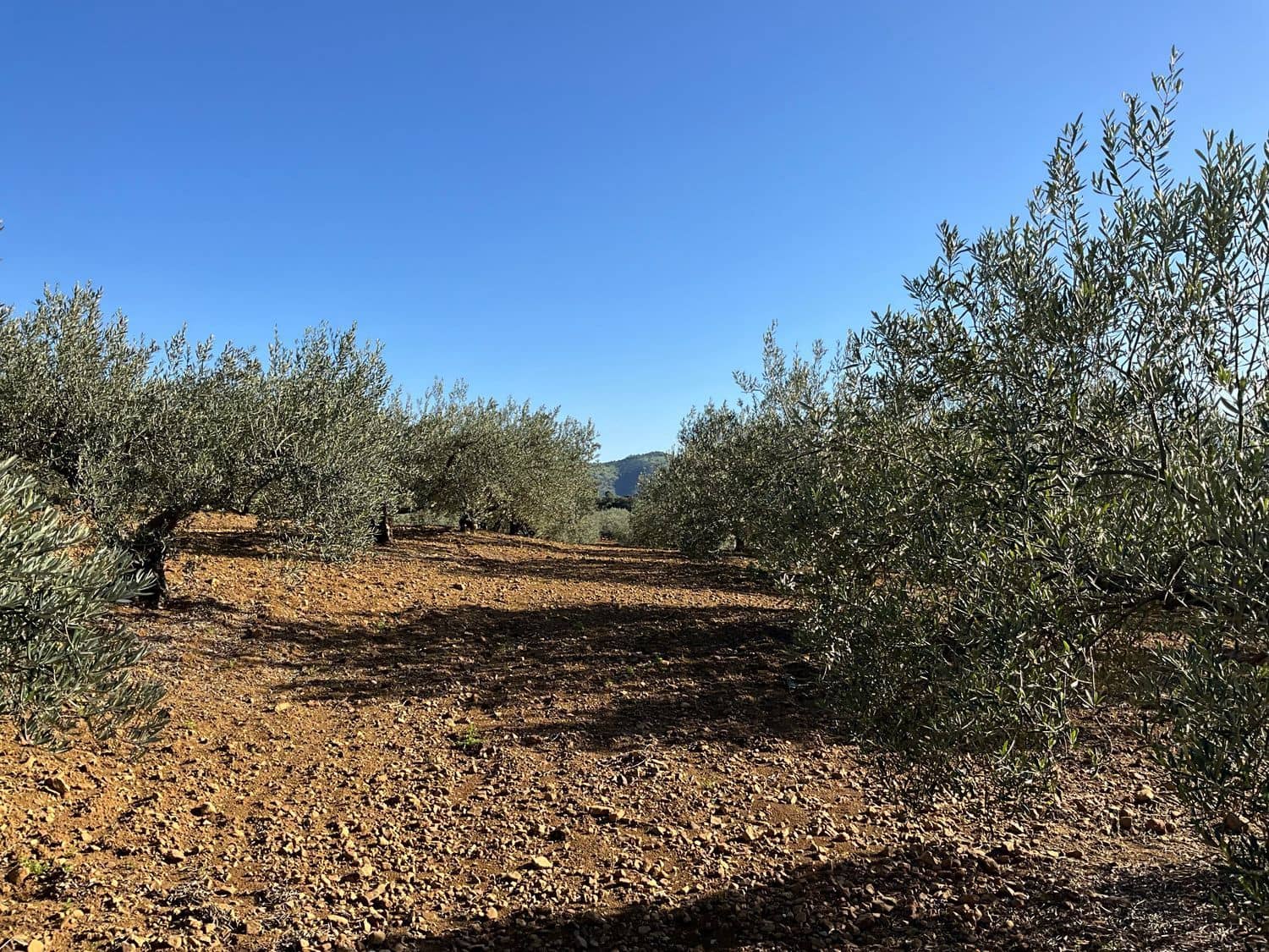 Ubebygd land til salgs i Coin - € 60 000 (Ref: 8777847)