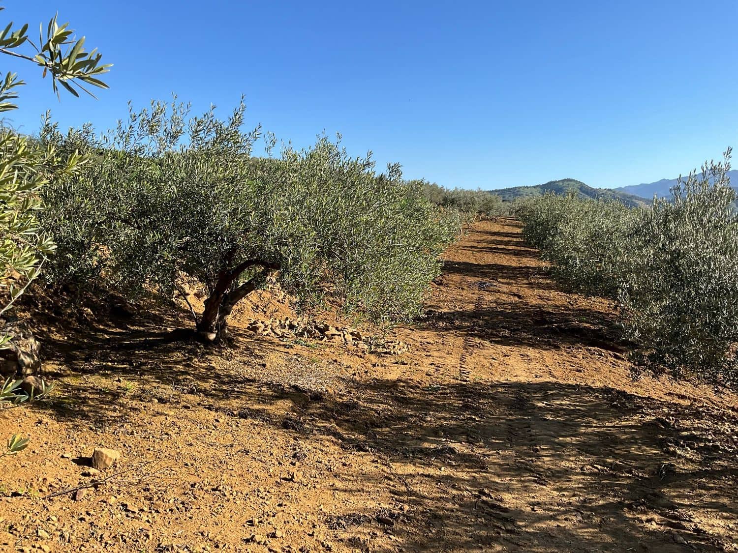 Ubebygd land til salgs i Coin - € 60 000 (Ref: 8777847)