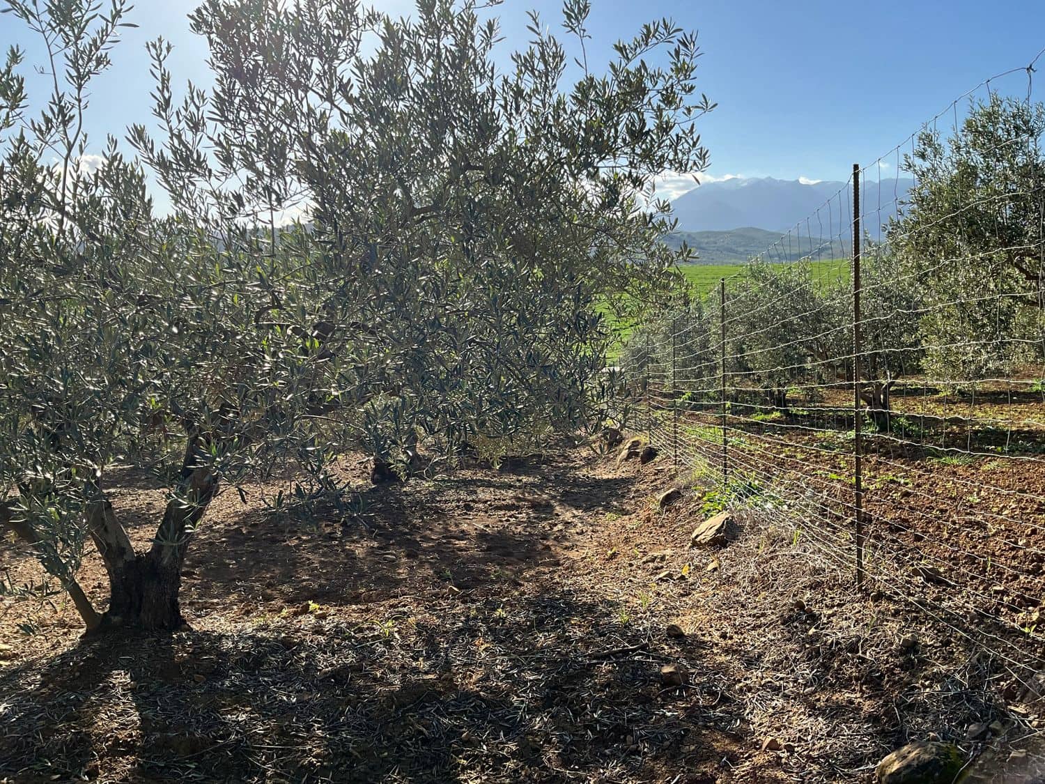 Ubebygd land til salgs i Coin - € 60 000 (Ref: 8777847)