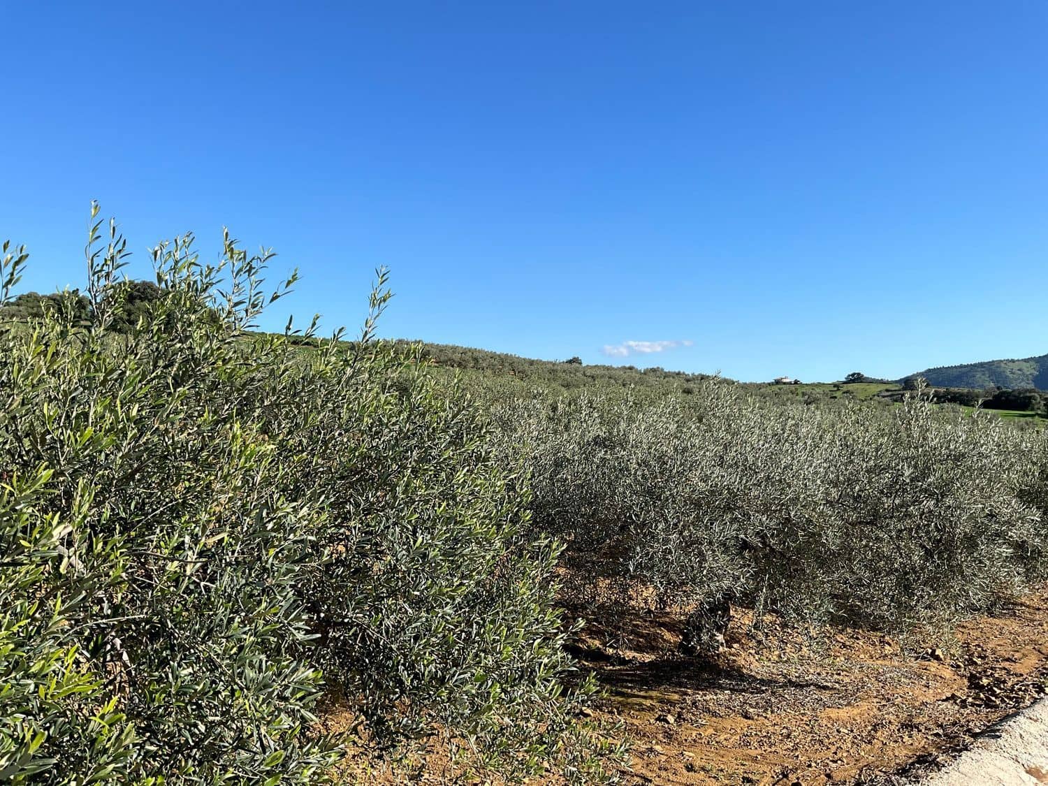 Ubebygd land til salgs i Coin - € 60 000 (Ref: 8777847)