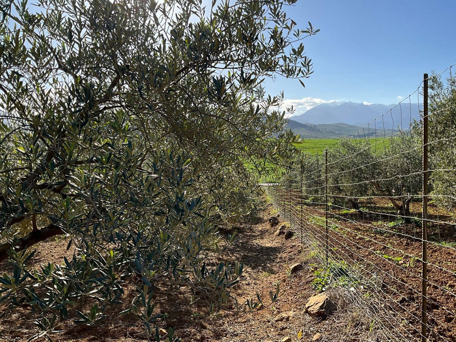 Ubebygd land til salgs i Coin - € 60 000 (Ref: 8777847)