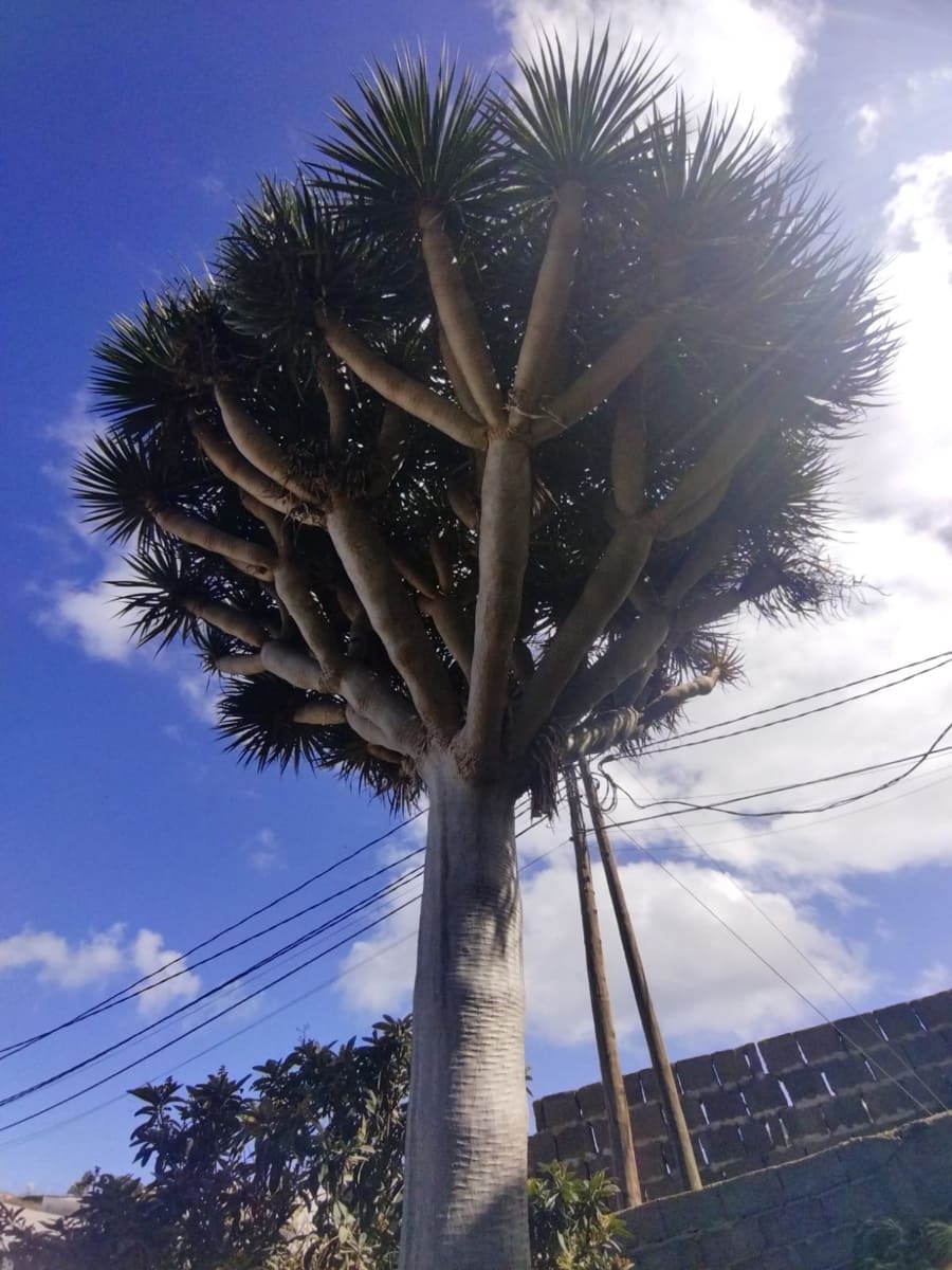 4 camera da letto Finca/Casa di Campagna in vendita in Santa Maria de Guia de Gran Canaria con garage - 439.000 € (Rif: 7852466)