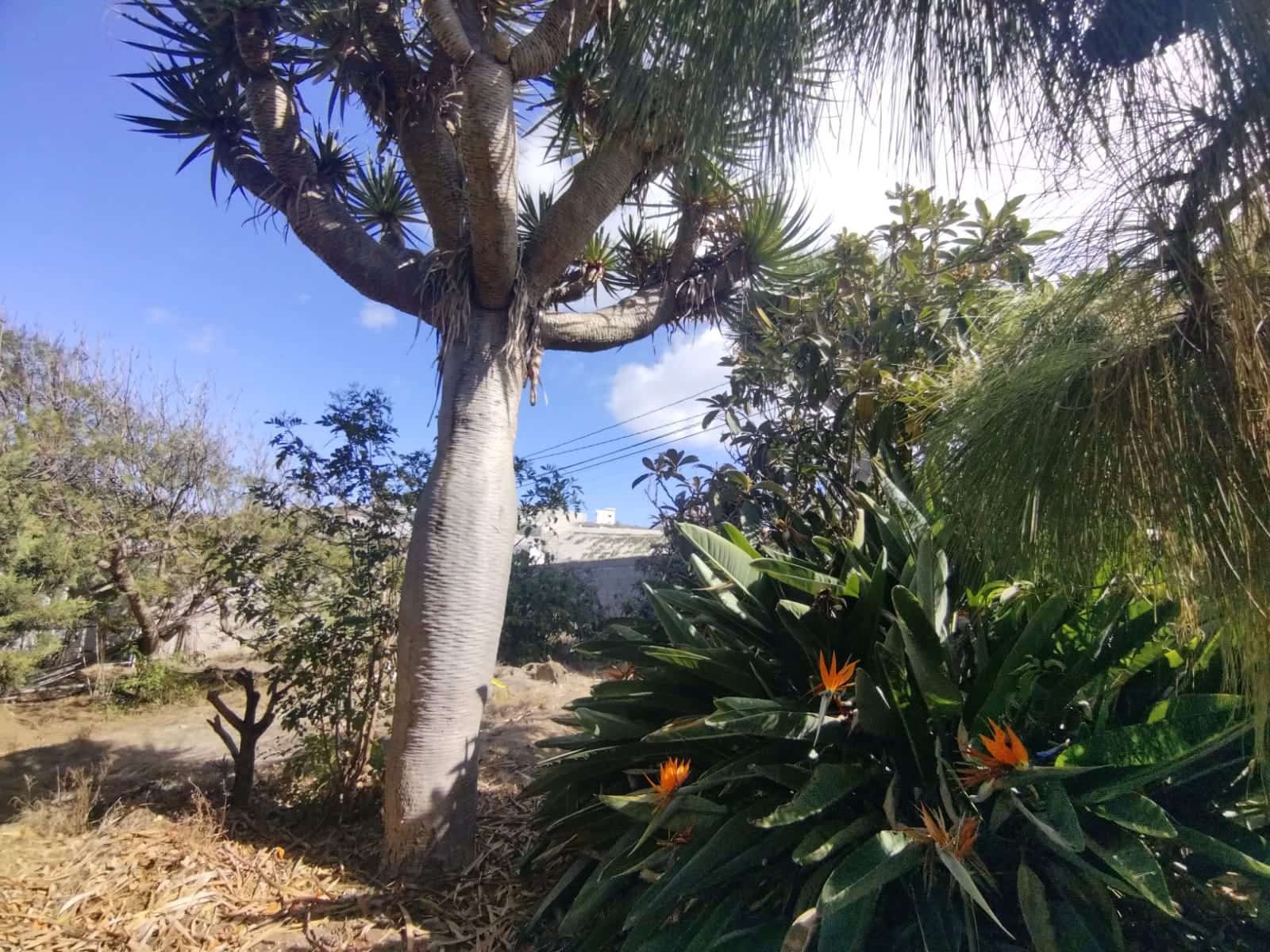 4 camera da letto Finca/Casa di Campagna in vendita in Santa Maria de Guia de Gran Canaria con garage - 439.000 € (Rif: 7852466)