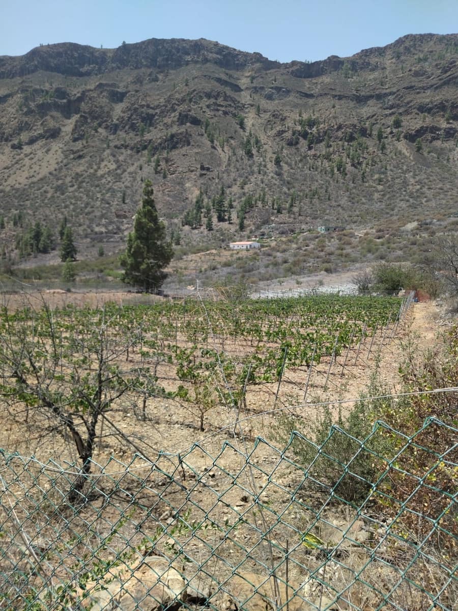 1 soverom Finca/Herregård til salgs i San Bartolome de Tirajana - € 129 000 (Ref: 8468623)