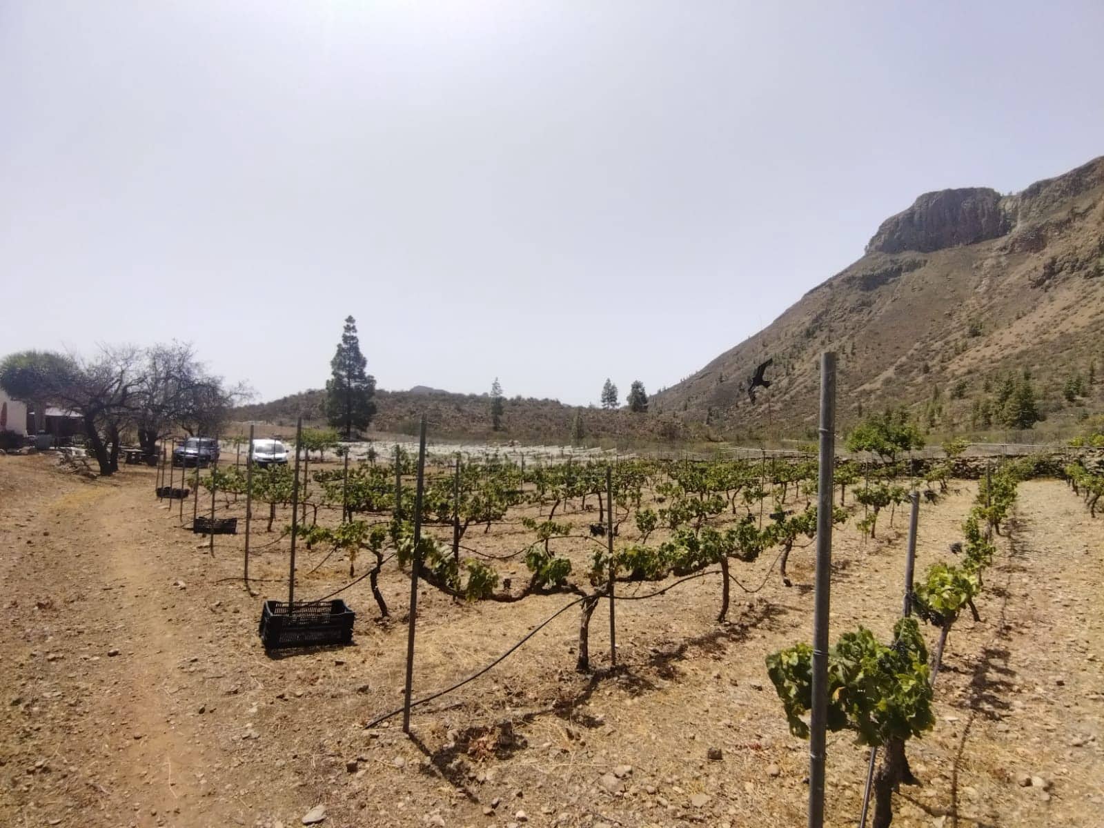 1 soverom Finca/Herregård til salgs i San Bartolome de Tirajana - € 129 000 (Ref: 8468623)