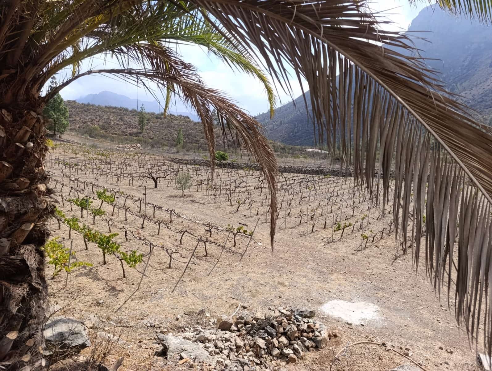 1 soverom Finca/Herregård til salgs i San Bartolome de Tirajana - € 129 000 (Ref: 8468623)