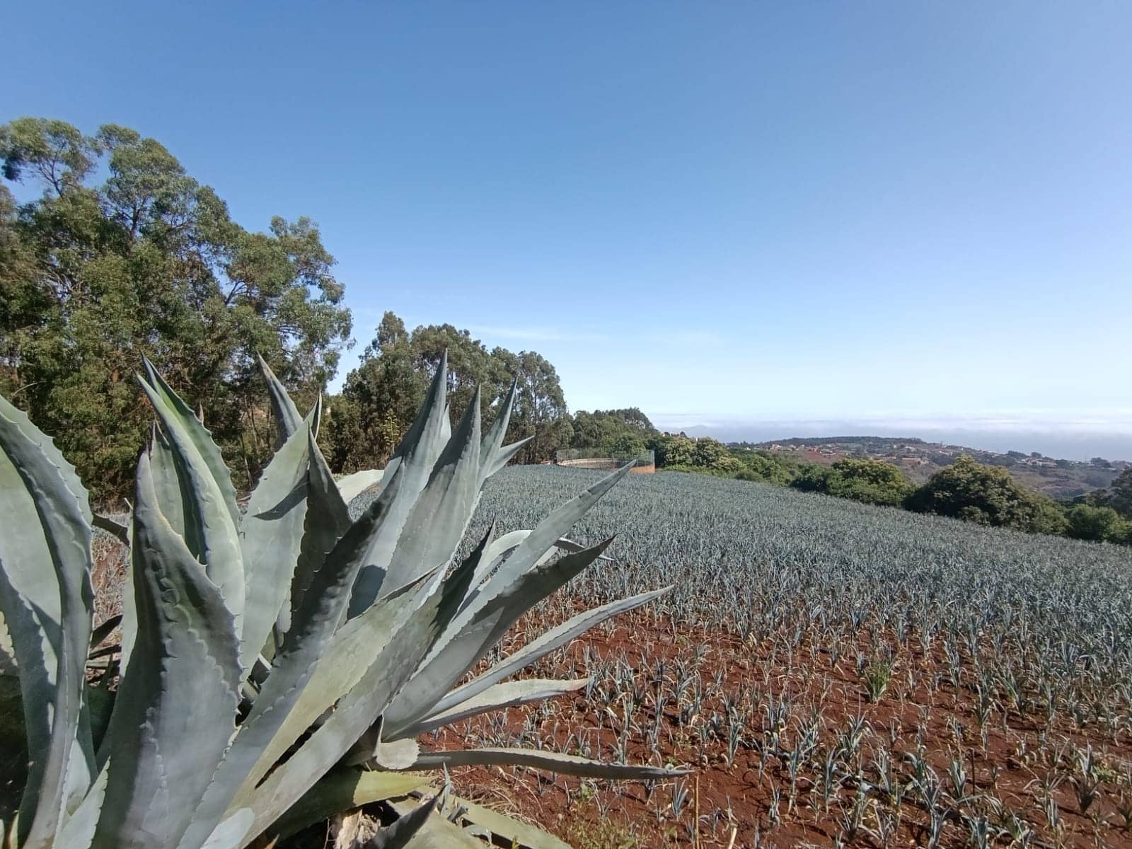 4 soveværelse Finca/Landehus til salg i Moya med garage - € 525.000 (Ref: 9148788)