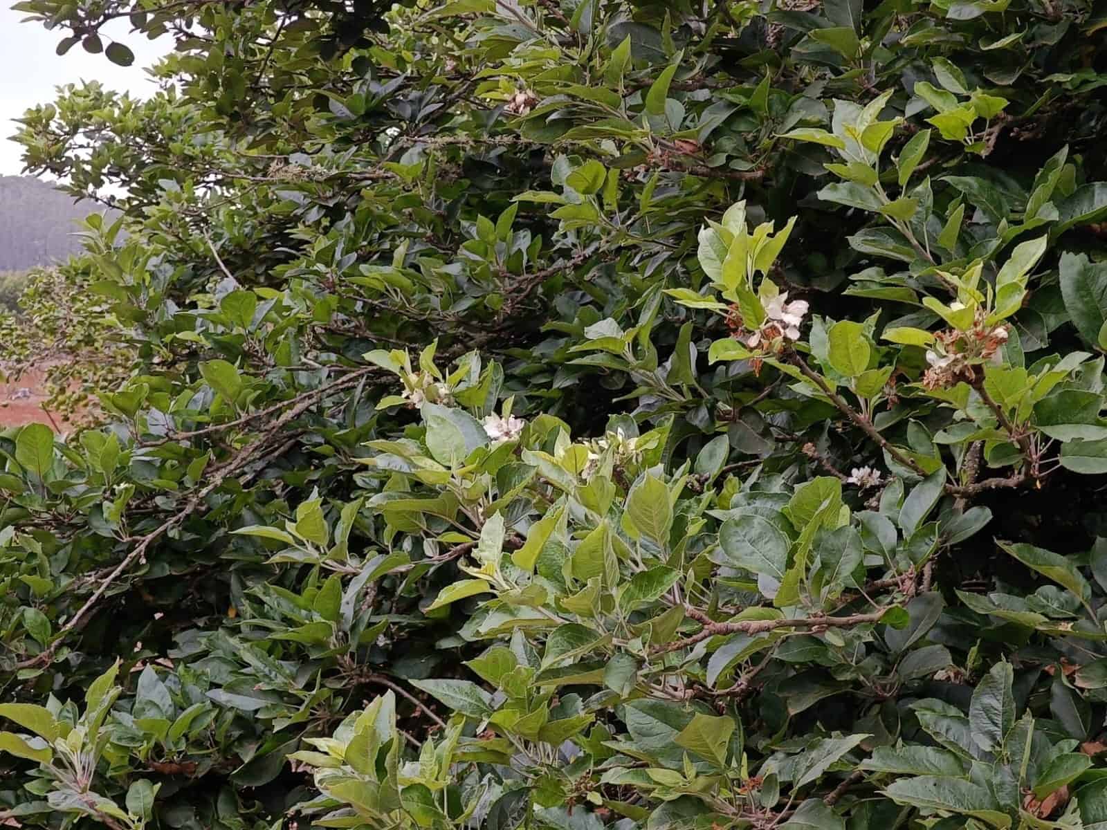 4 soveværelse Finca/Landehus til salg i Moya med garage - € 525.000 (Ref: 9148788)