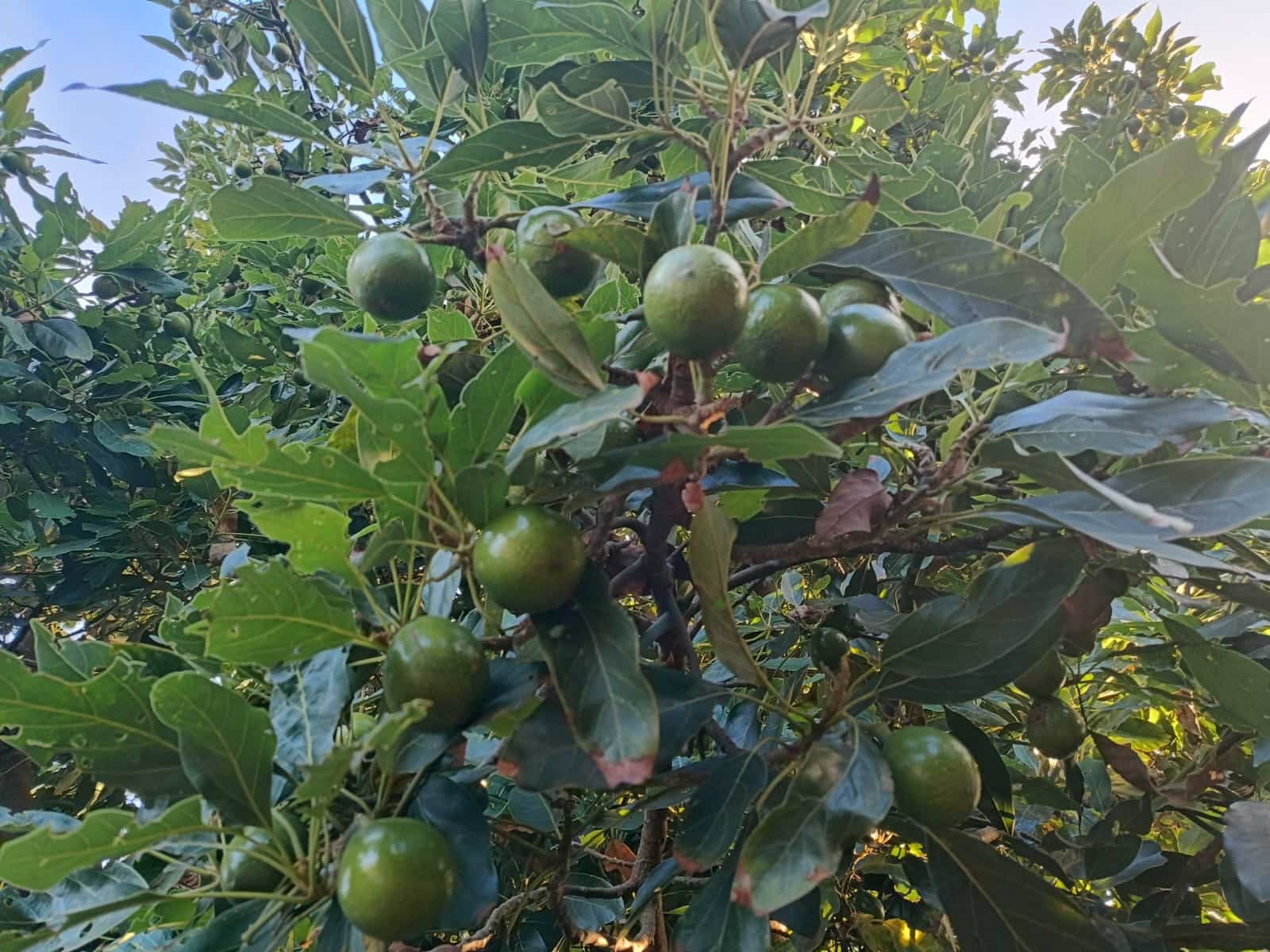 4 soveværelse Finca/Landehus til salg i Moya med garage - € 525.000 (Ref: 9148788)