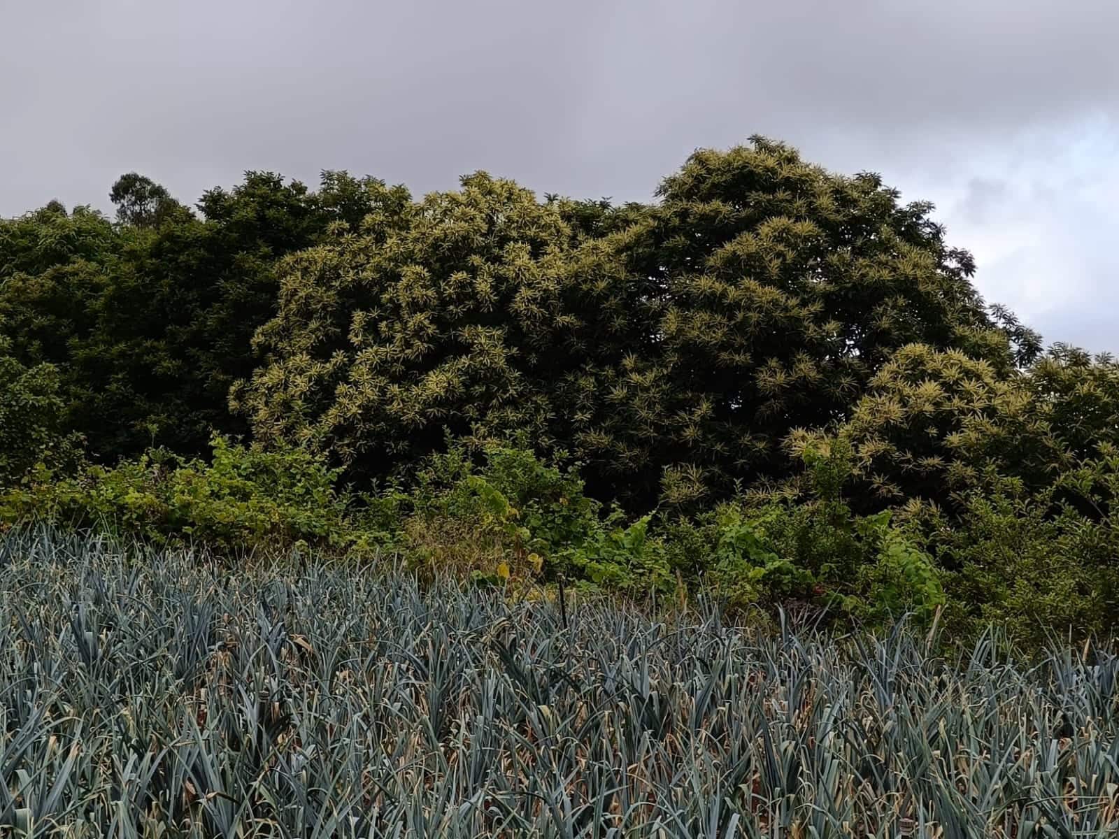 4 soveværelse Finca/Landehus til salg i Moya med garage - € 525.000 (Ref: 9148788)