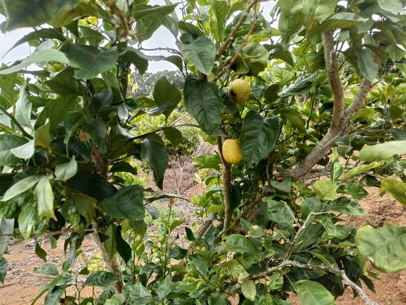 4 soveværelse Finca/Landehus til salg i Moya med garage - € 525.000 (Ref: 9148788)