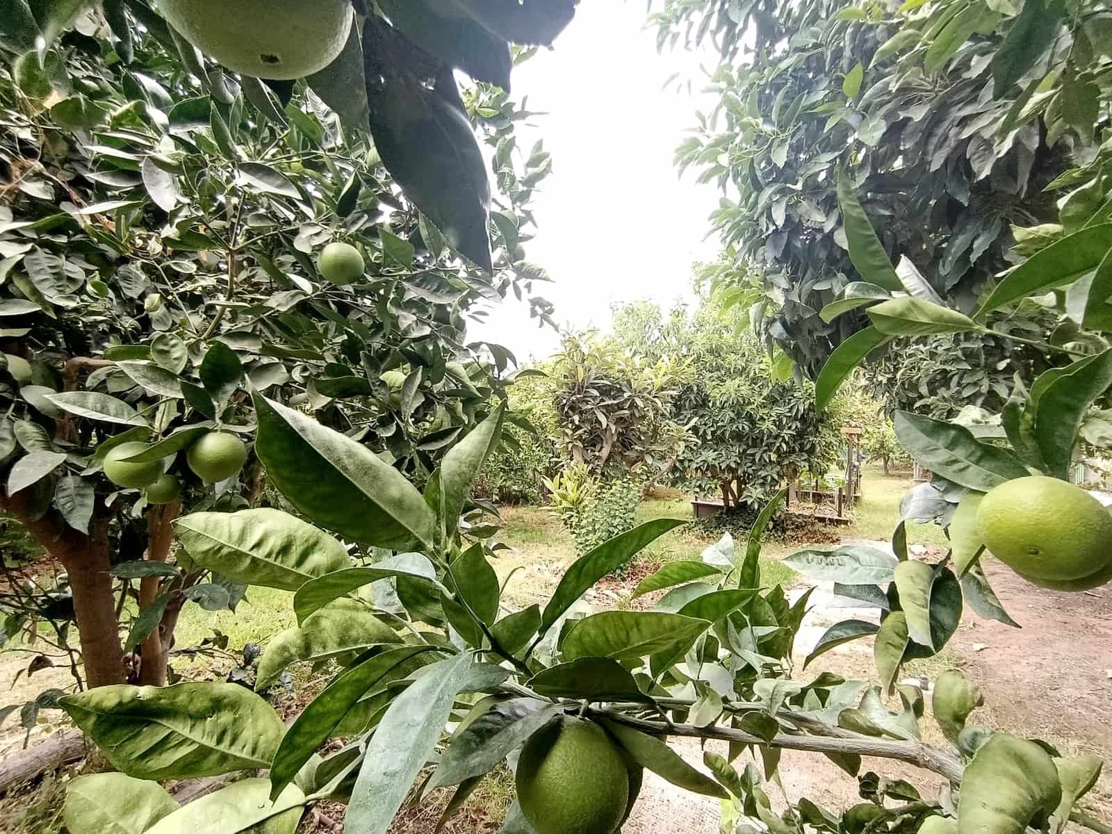 4 soverom Finca/Herregård til salgs i Santa Lucia de Tirajana med svømmebasseng garasje - € 575 000 (Ref: 9308997)