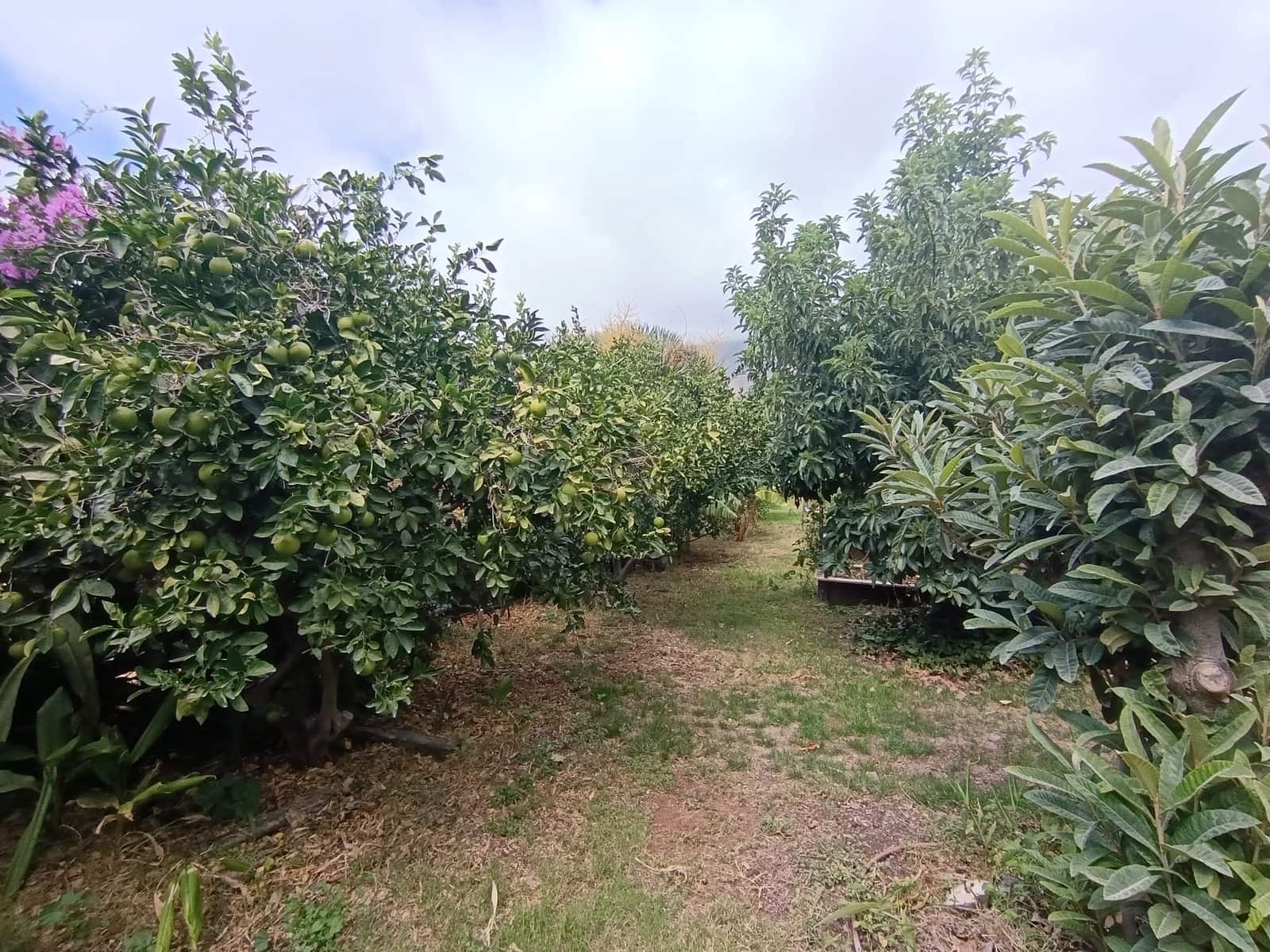 4 soverom Finca/Herregård til salgs i Santa Lucia de Tirajana med svømmebasseng garasje - € 575 000 (Ref: 9308997)